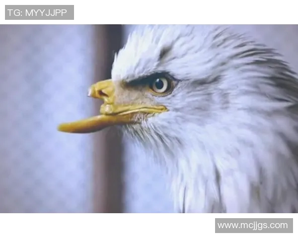 翱翔天际的王者：解读老鹰的生存智慧与自然之美